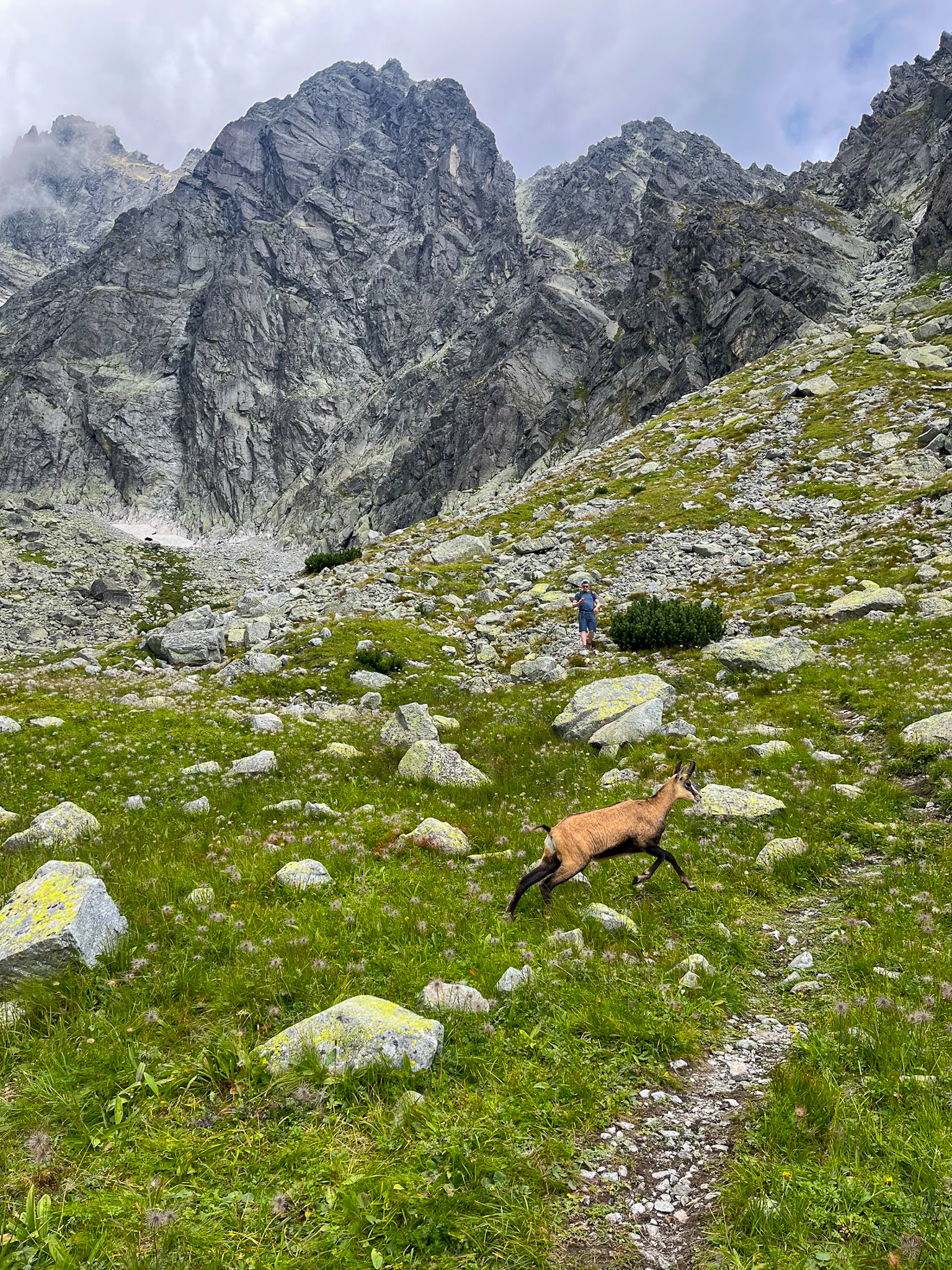 Kamziki w Dolinie Lejowej