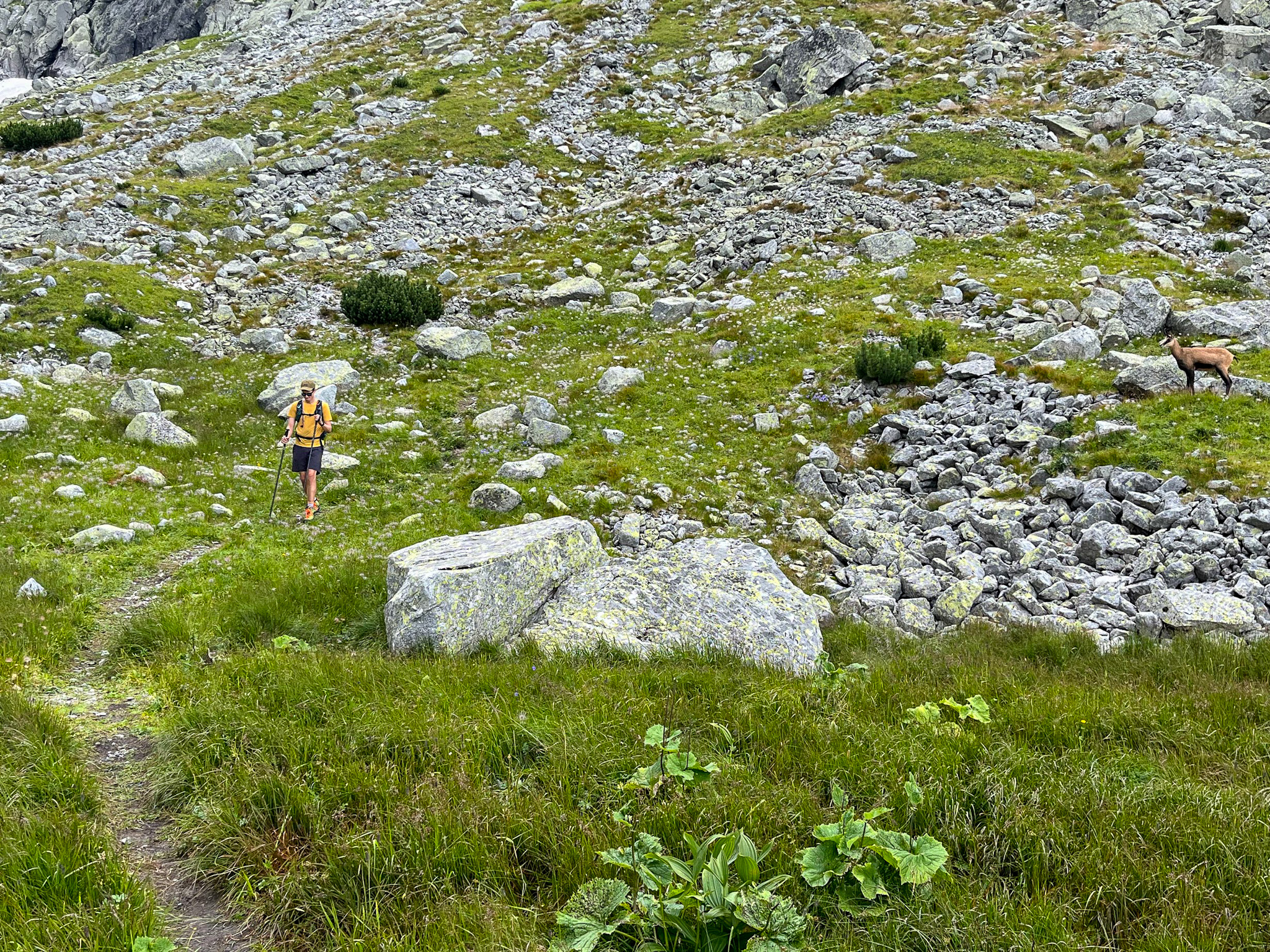 Kamziki w Dolinie Lejowej