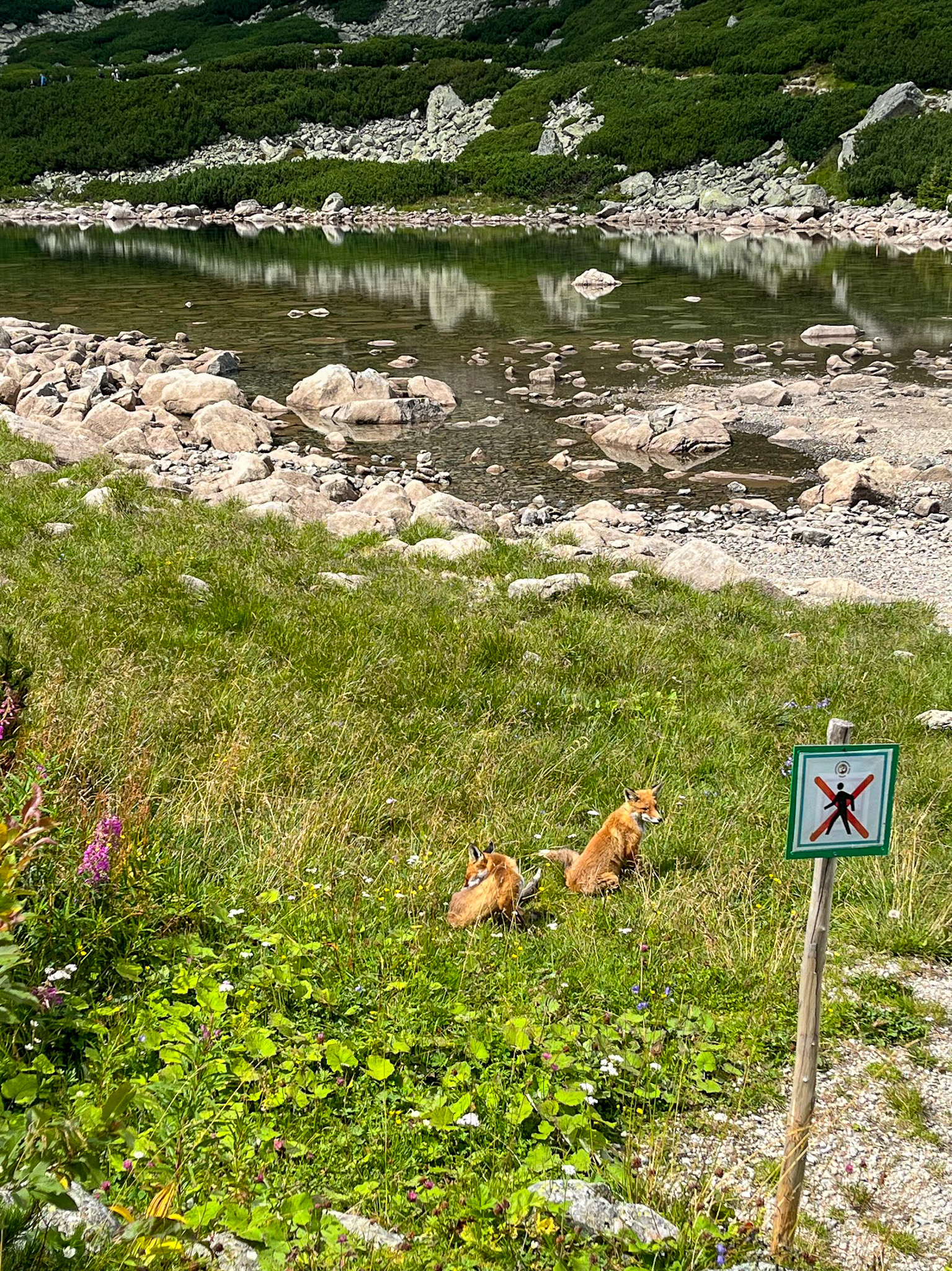 Lisy nad Skalnatym Plesem